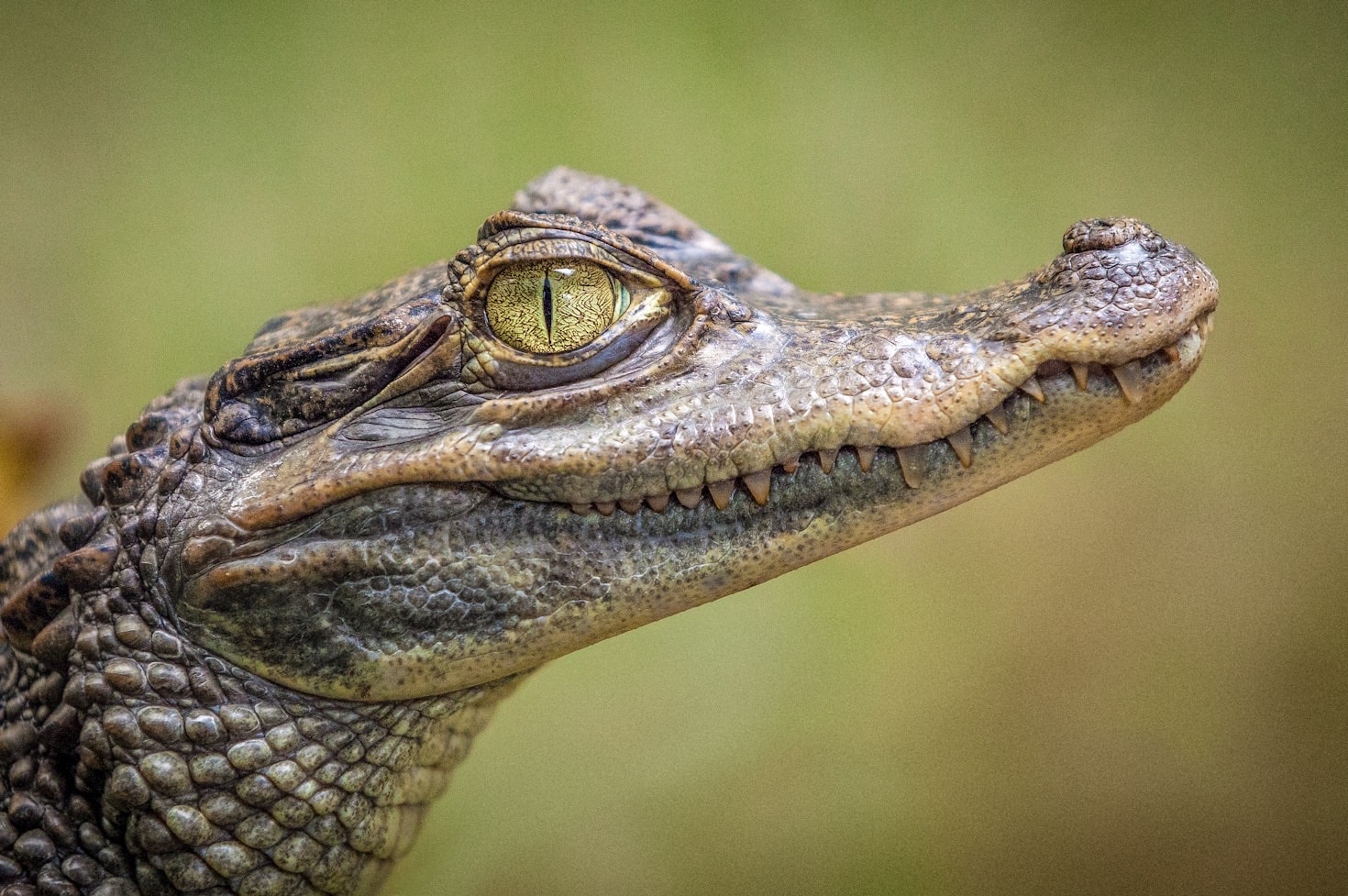Understanding New UK Reptile Ownership Regulations