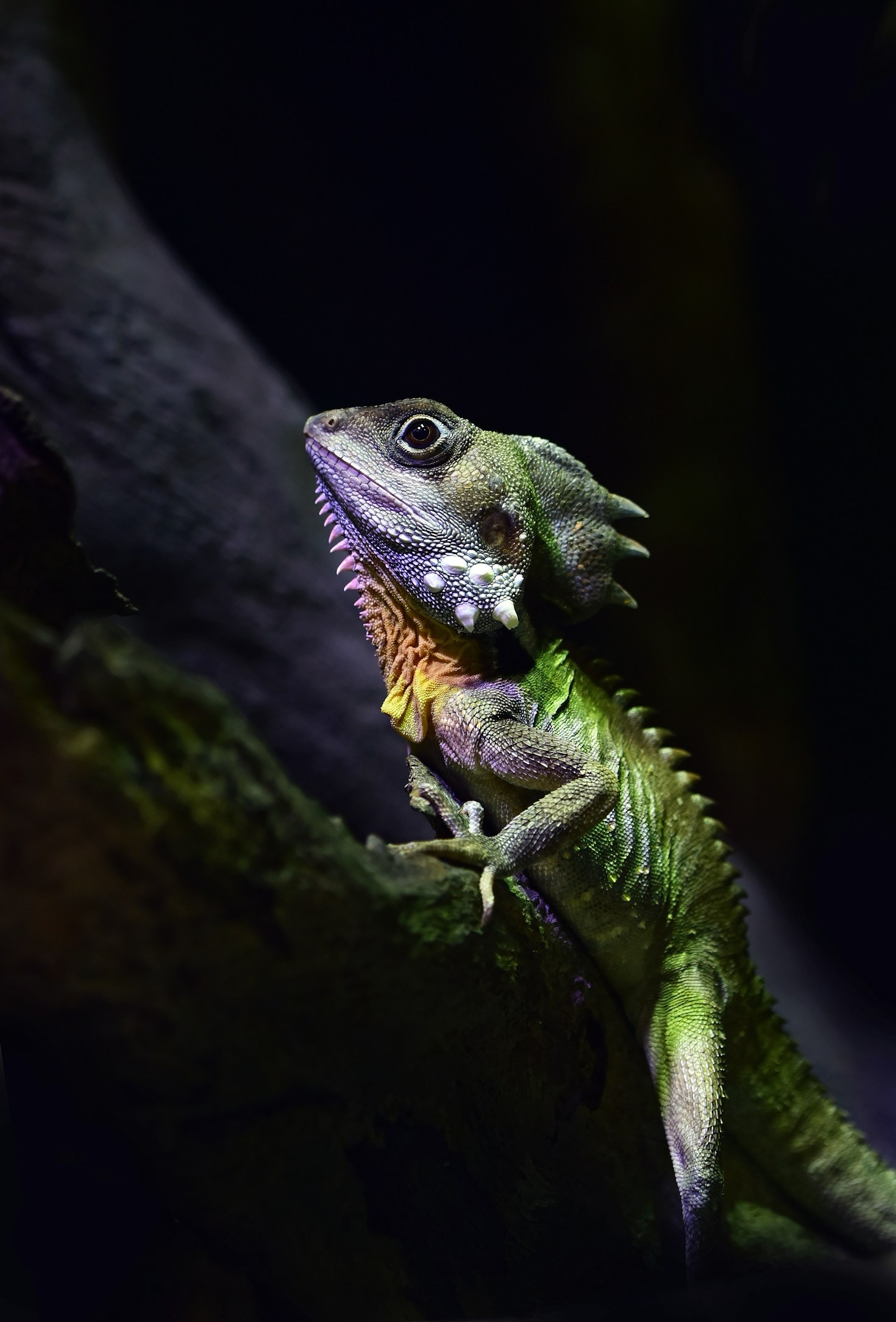 Recognizing Early Signs of Illness in Reptiles