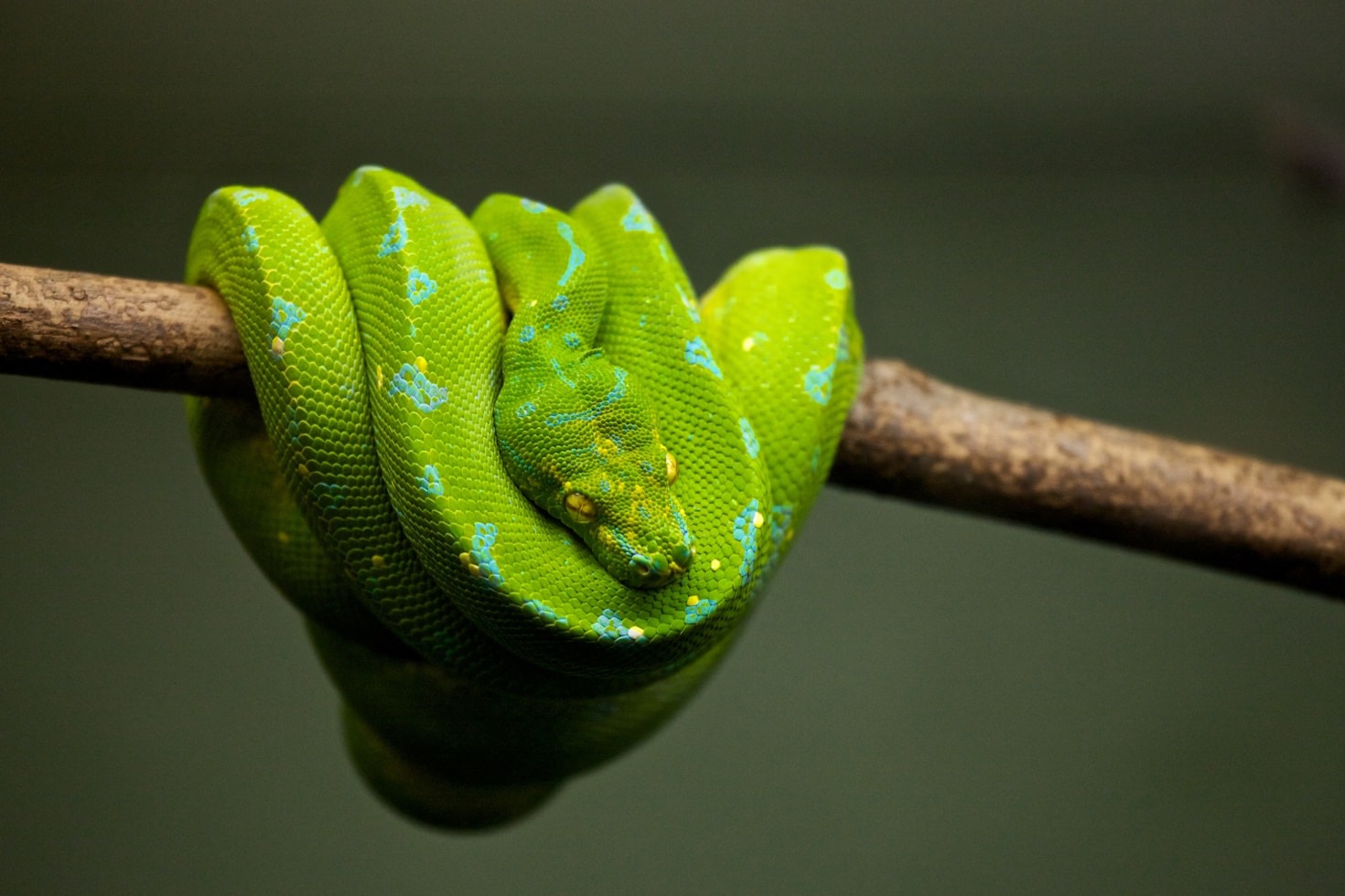 Seasonal Temperature Shifts and Your Reptile Setup