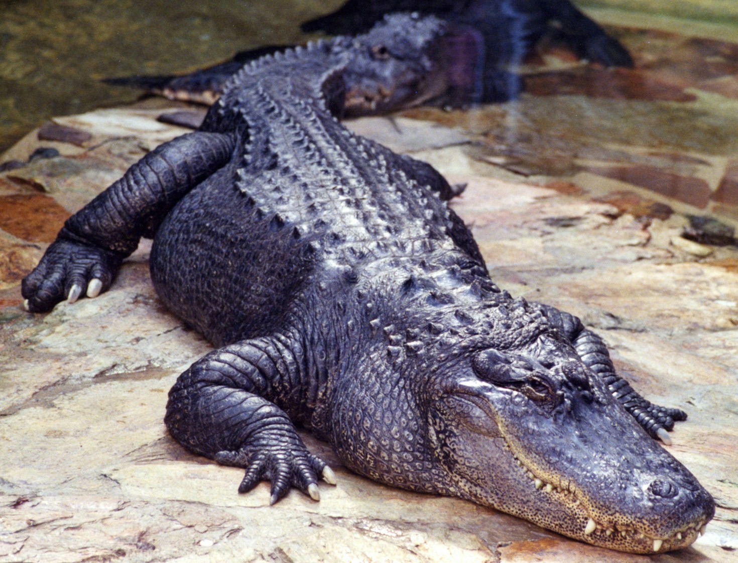 Why Proper Lighting Matters for Tropical Species